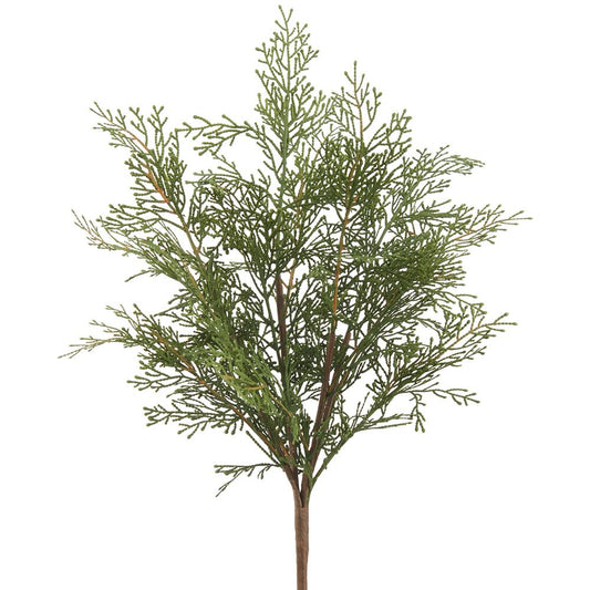 20.5 Cedar Bush