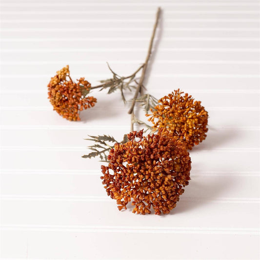 Pick - Ozothamnus Tan