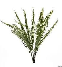 Fern Bush