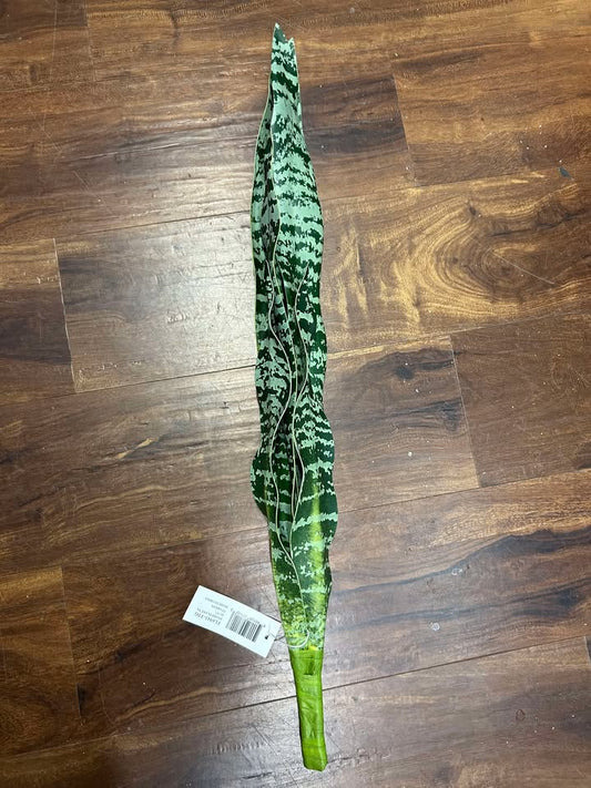 Snake Plant x6