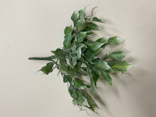 Ficus Bush