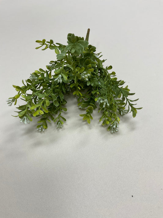 Seeding Boxwood Bush
